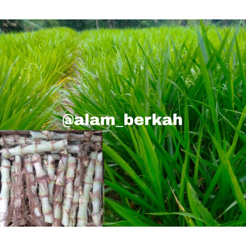 Jual BIBIT RUMPUT ODOT SUPER 50 batang (-+1kg) stek ODOT SUPER Termurah ...
