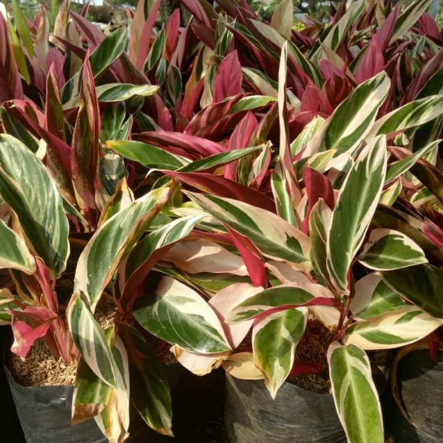 Jual Tanaman Hias Calathea Multicolor Meranti Bali Shopee Indonesia