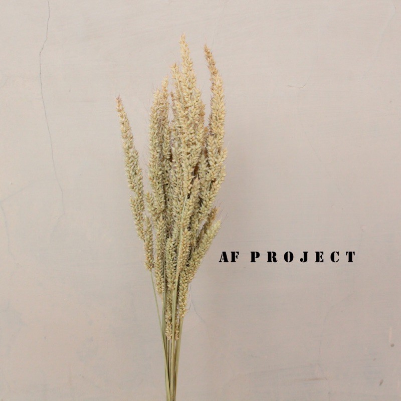Jual Rumput Jaruan/ Rumput Jaruan Kering/ Dried flower/ Rumput Kering ...