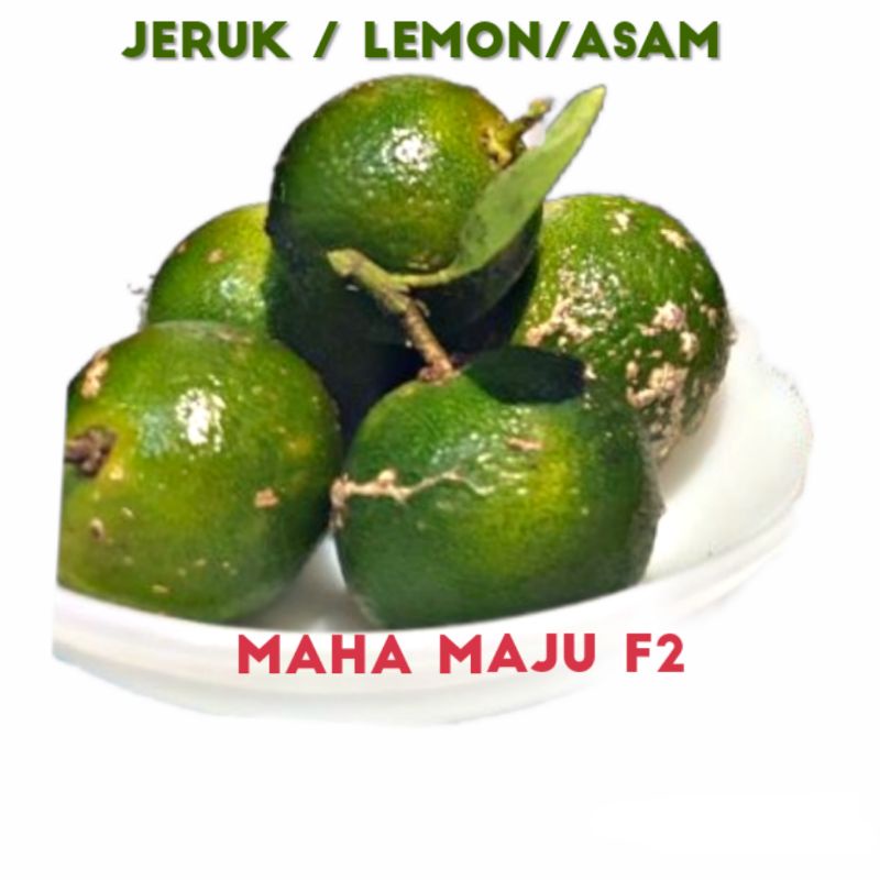 Jual Lemon Kasturi Gr Jeruk Songkit Asam Biasa Jeruk Kalimantan