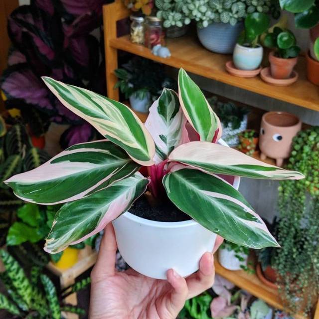 calathea zebrina plant care Calathea Zebrina | Indoor Plants