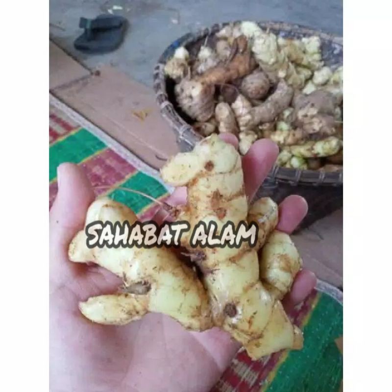 Jual Kunyit Putih Segar 500gram Temu Putihcurcuma Zedoaria Shopee Indonesia 9525