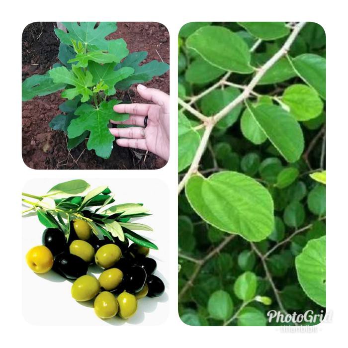 Jual Mail Paket Tanaman Bibit Tin Zaitun Dan Bidara Bibit Tanaman ...
