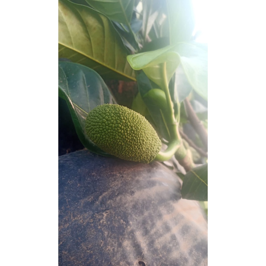 Jual Bibit Tanaman Buah Nangka Madu Shopee Indonesia