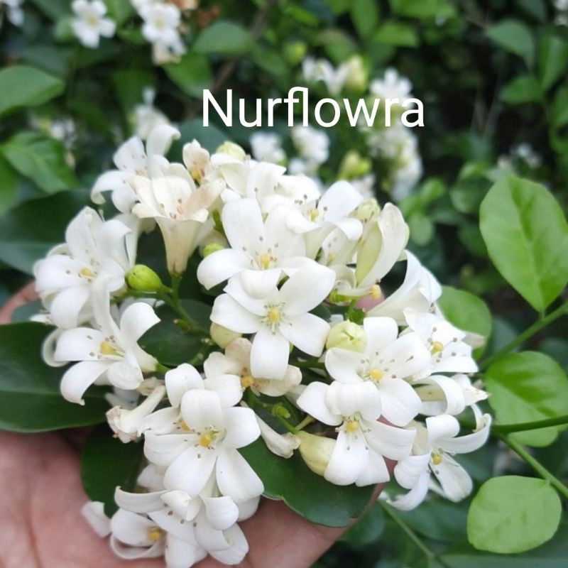 Jual PROMO BISA COD Tanaman bunga kemuning / Murraya paniculata - pohon ...
