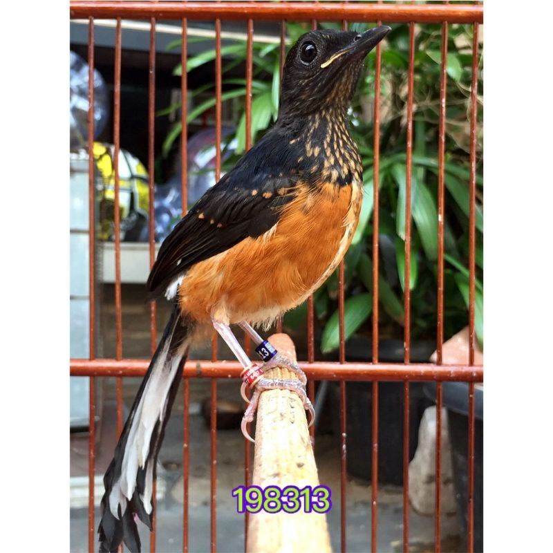 Jual Burung Murai Batu Medan Trotol Jantan Ring Apbn Bnr Trah Prestasi