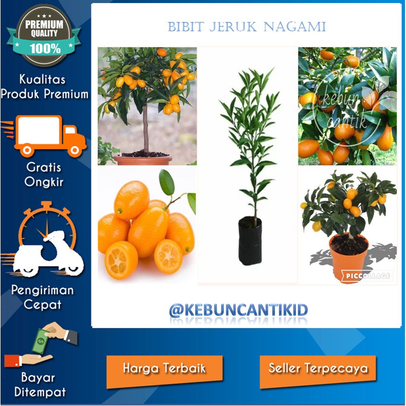 Jual Bibit Jeruk Nagami Okulasi Super Genjah Bibit Jeruk Nagami