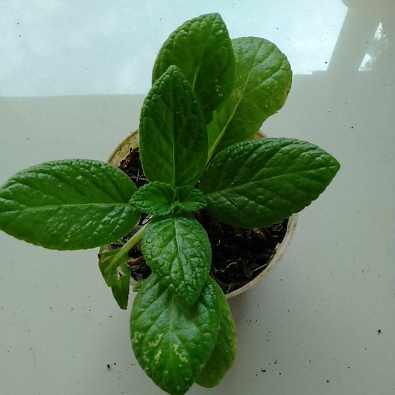 Jual tanaman gantung Episcia tropical topaz / episcia bunga kuning ...