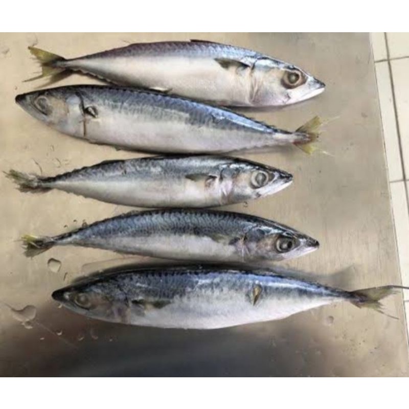 Jual IKAN SALEM 1 KG Shopee Indonesia