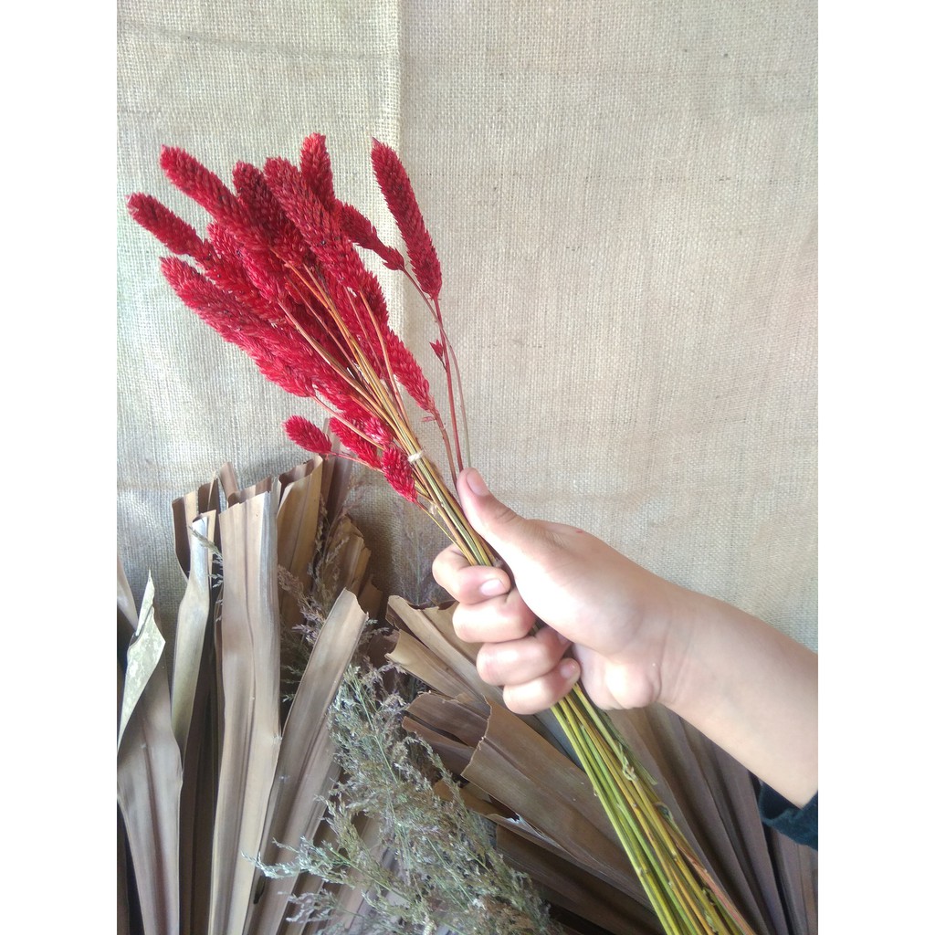 Jual Boroco Kering Red Velvet | Shopee Indonesia