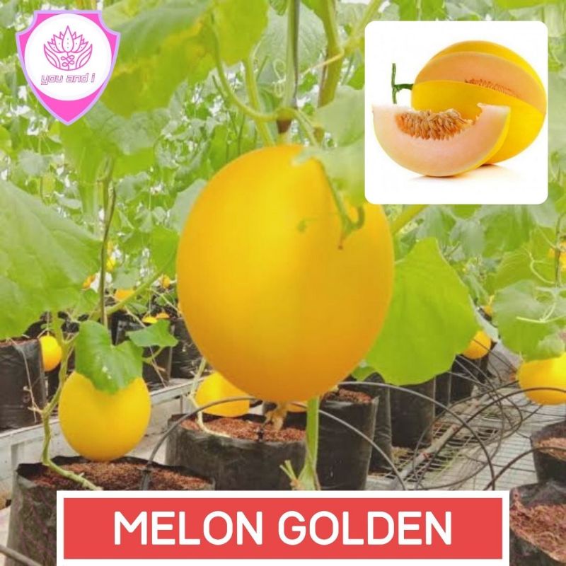 Jual MELON HONEYDEW [isi2] Benih Biji Buah Melon Kuning Super Shopee