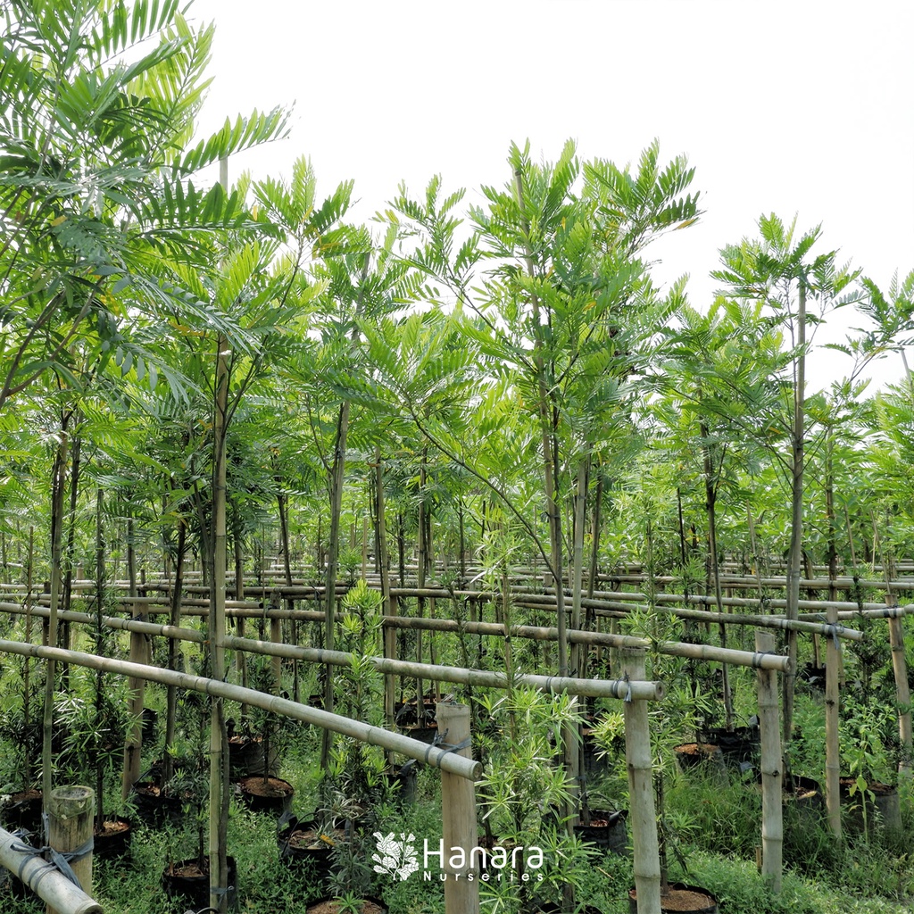 Jual Filicium dicipiens - Kiara payung - pohon instan/instant tree ...