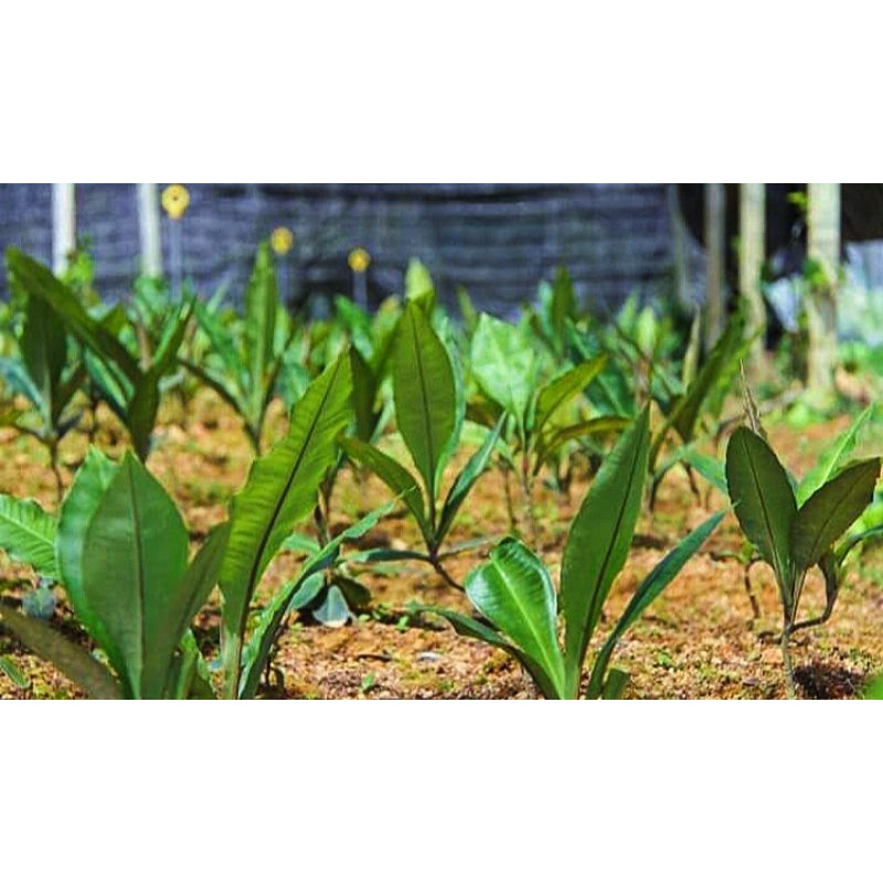 Jual labisia patimah sp | Shopee Indonesia
