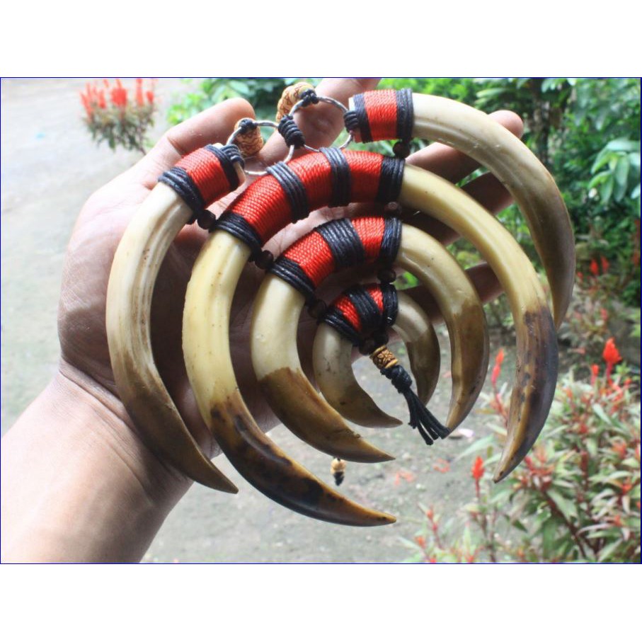 Jual Kalung Taring Babi Renteng Kalung Etnik Taring Kalimantan Kalung ...