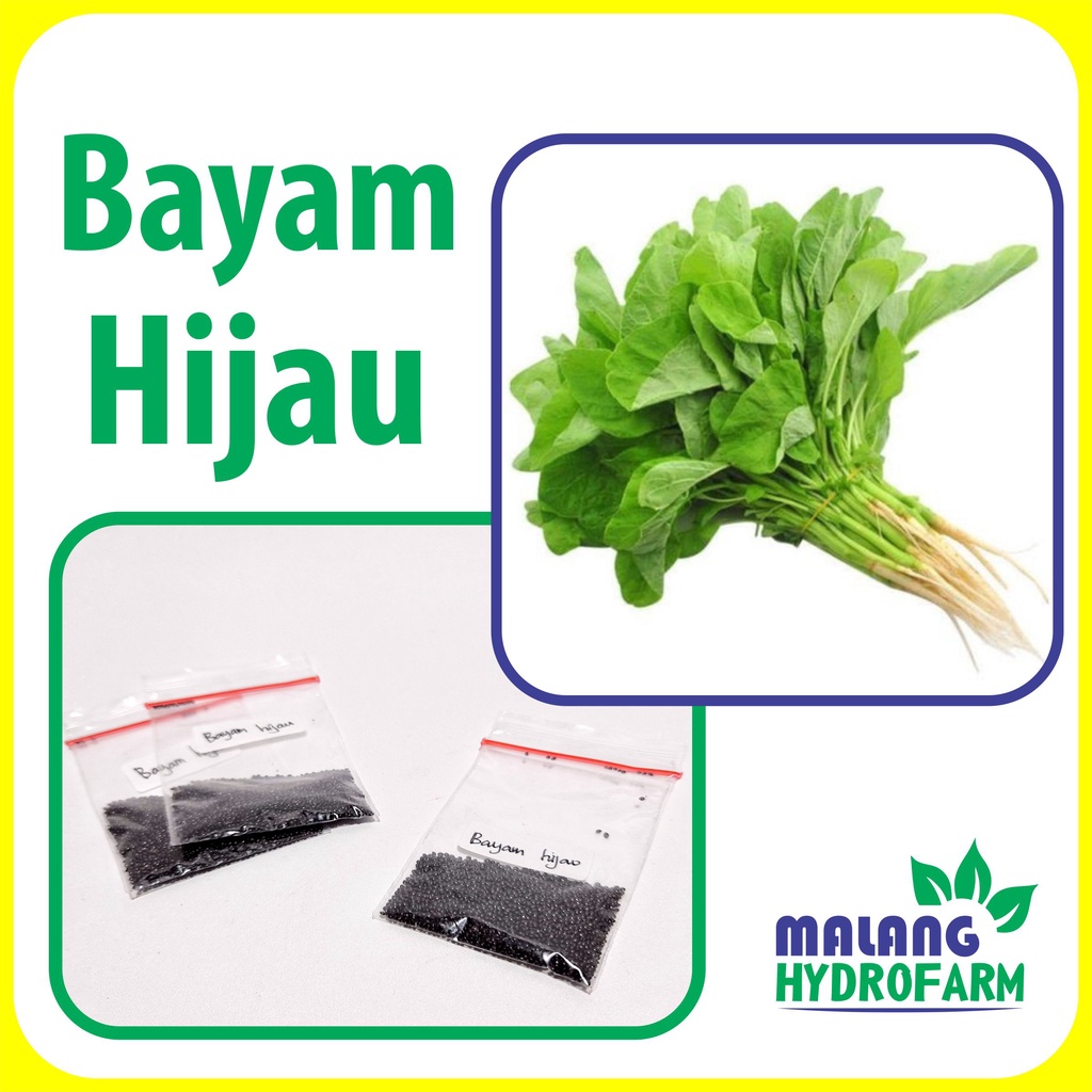 Jual Benih Bayam Hijau Unggulan Berkualitas Biji Bibit Hydroponik