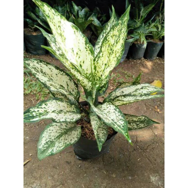 Jual SNOW WHITE ( Tanaman hias aglonema / aglaonema ) | Shopee Indonesia