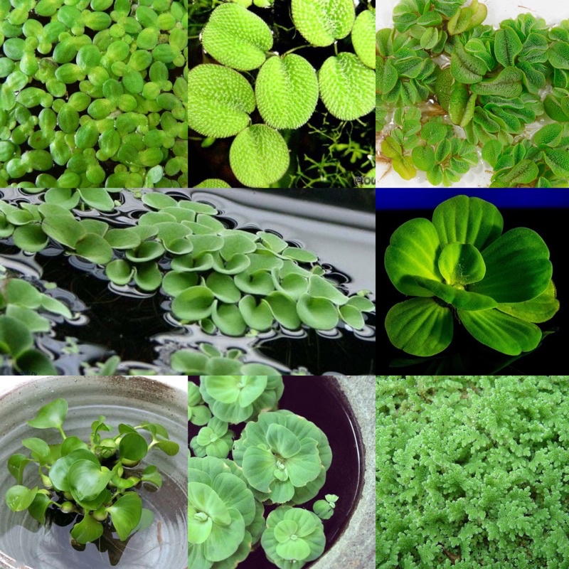 15 Amazon Frogbit + 20 Salvinia Minima - Live Floating Aquarium Or Pond Plants - Beginner