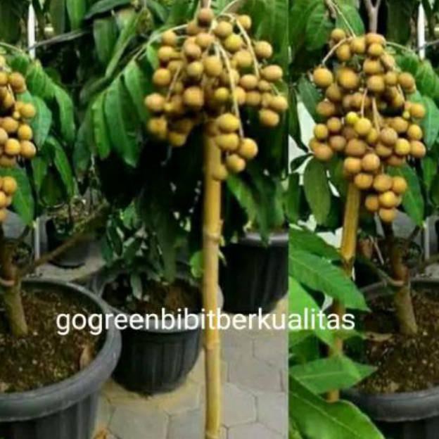 Bibit Tanaman Buah Klengkeng Giant