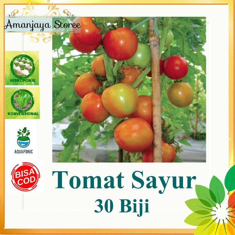 Jual Tomat Sayur Benih Biji Sayuran Unggul Shopee Indonesia 6109