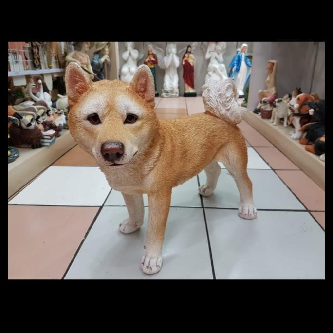 Shiba deals inu jual