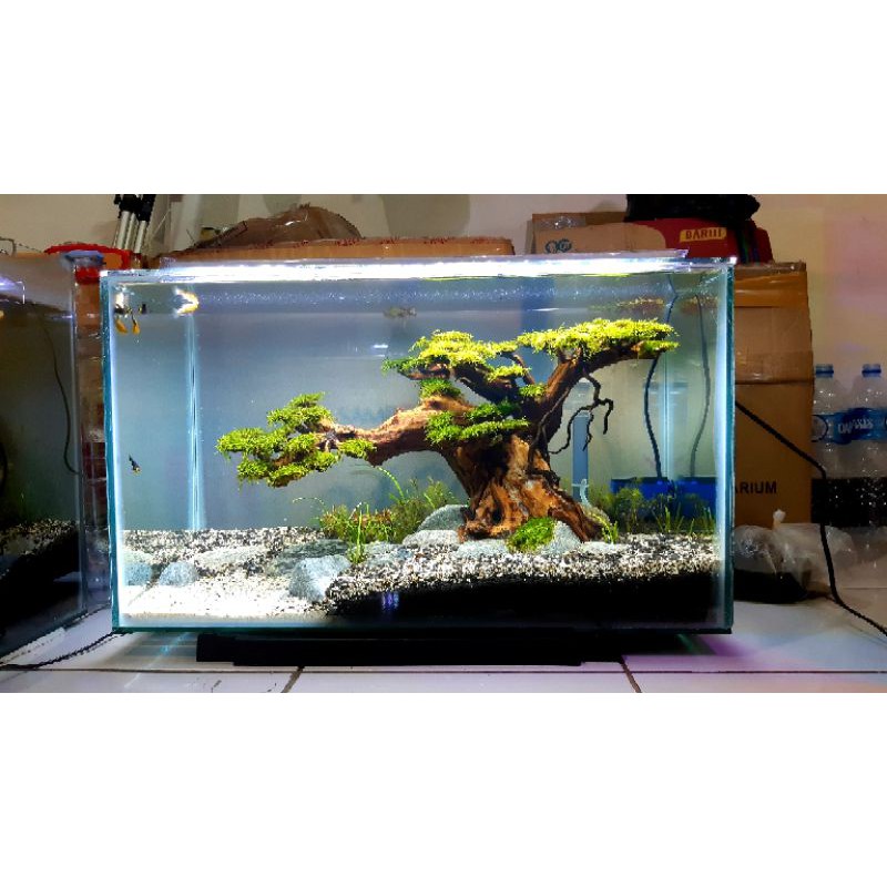 Jual AQUASCAPE TEMA BONSAI 60 CM Shopee Indonesia