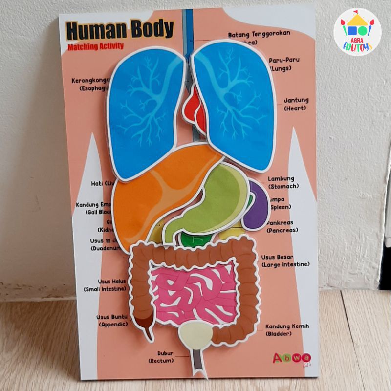 Jual Human Body Magnet Menempel Papan Belajar Mengenal Organ Tubuh ...