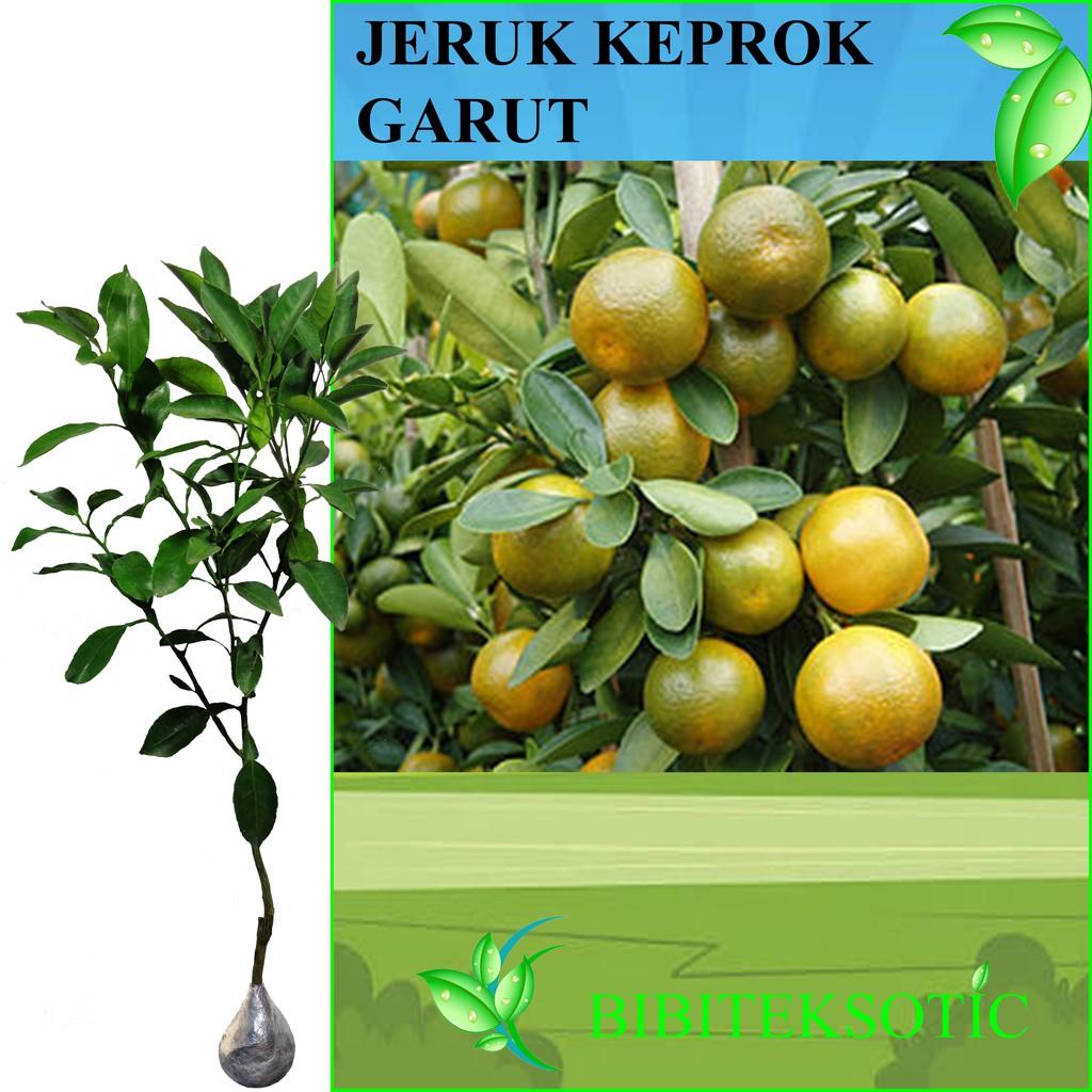 Jual Tanaman Jeruk Keprok Garut Tinggi 40 60 Cm Shopee Indonesia