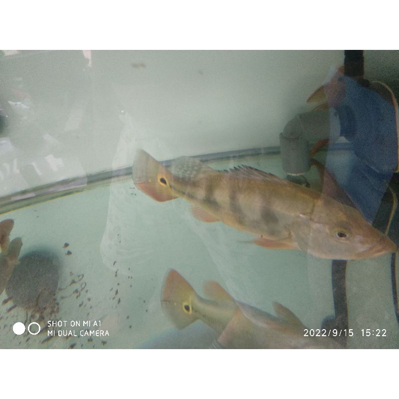 Jual pbas mono 20cm | Shopee Indonesia