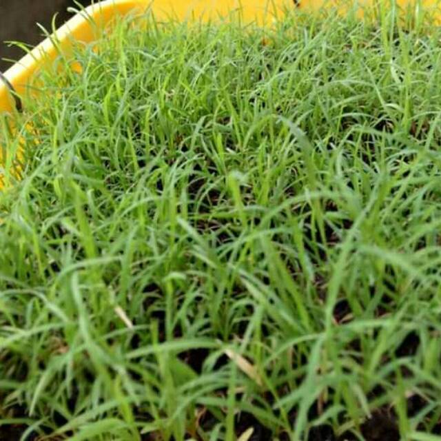 Jual Biji Rumput Bermuda Grass Seed 1KG | Shopee Indonesia