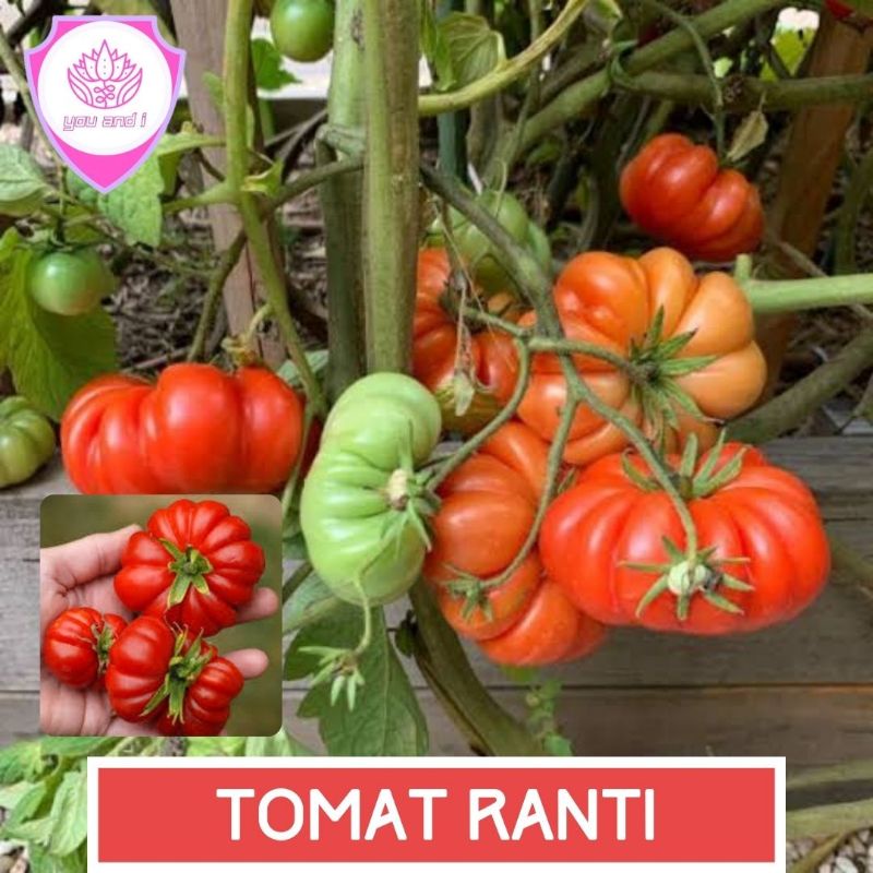 Jual TOMAT REWAKO [isi-7] Benih Biji Ranti Keriting | Shopee Indonesia