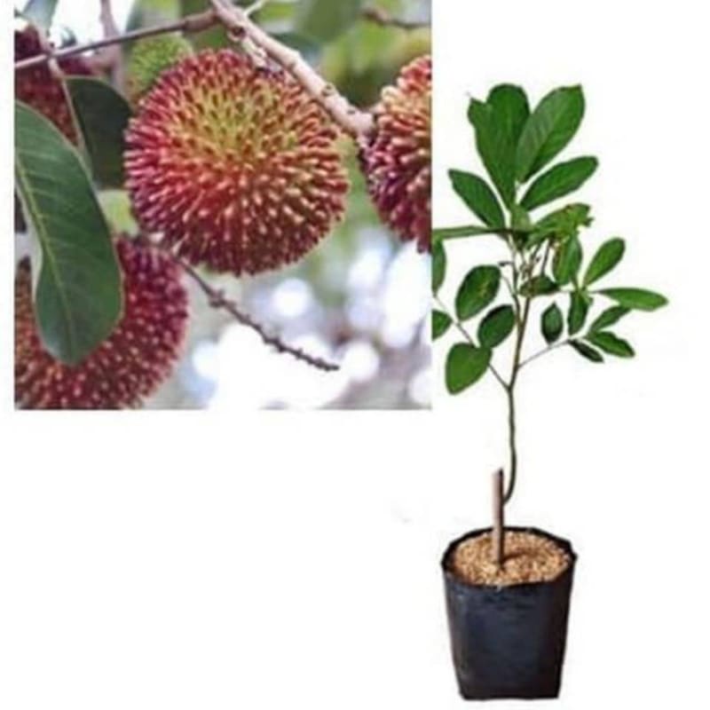 Jual Bibit tanaman rambutan rapiah | Shopee Indonesia