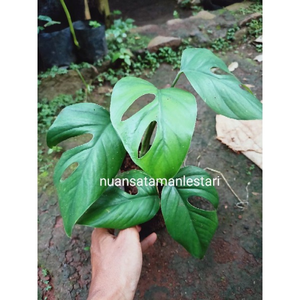 Jual Tanaman monstera rhapidopora | Shopee Indonesia