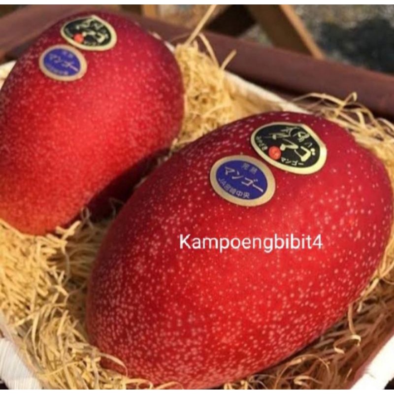 bibit mangga mizaki