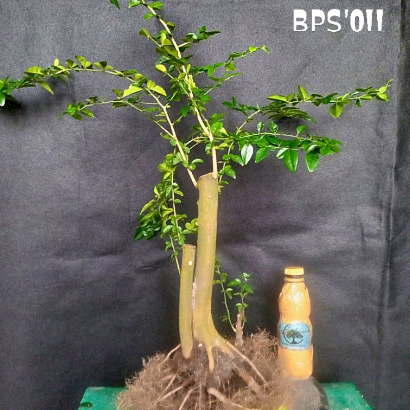 Jual Bahan Bonsai Mame Jeruk Kingkit Bonsai Mame Atau Small Jeruk