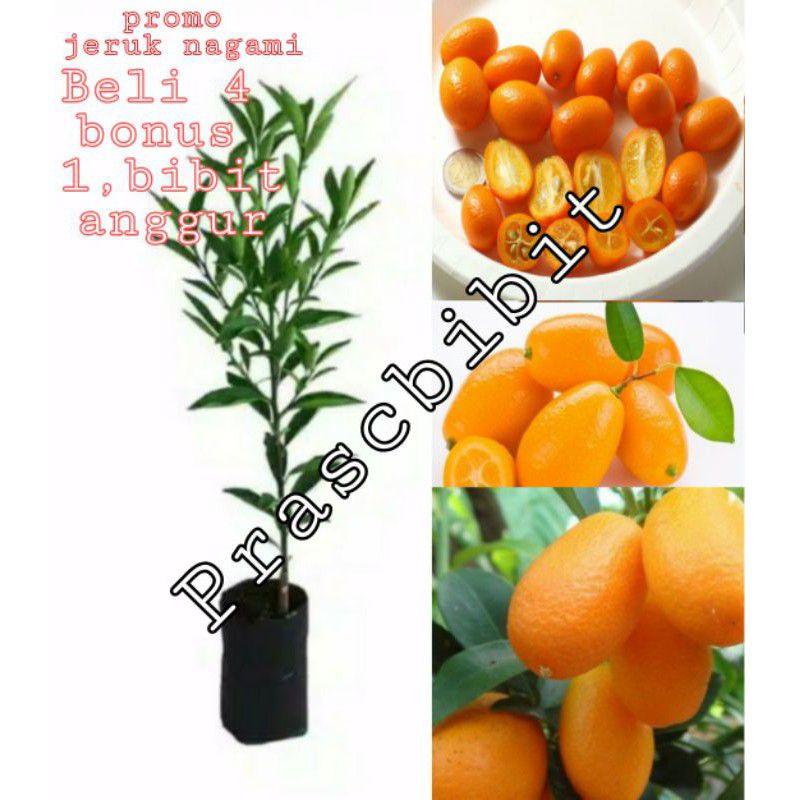 Jual Bibit Tanaman Buah Jeruk Nagami Berkualitas Unggul Shopee Indonesia