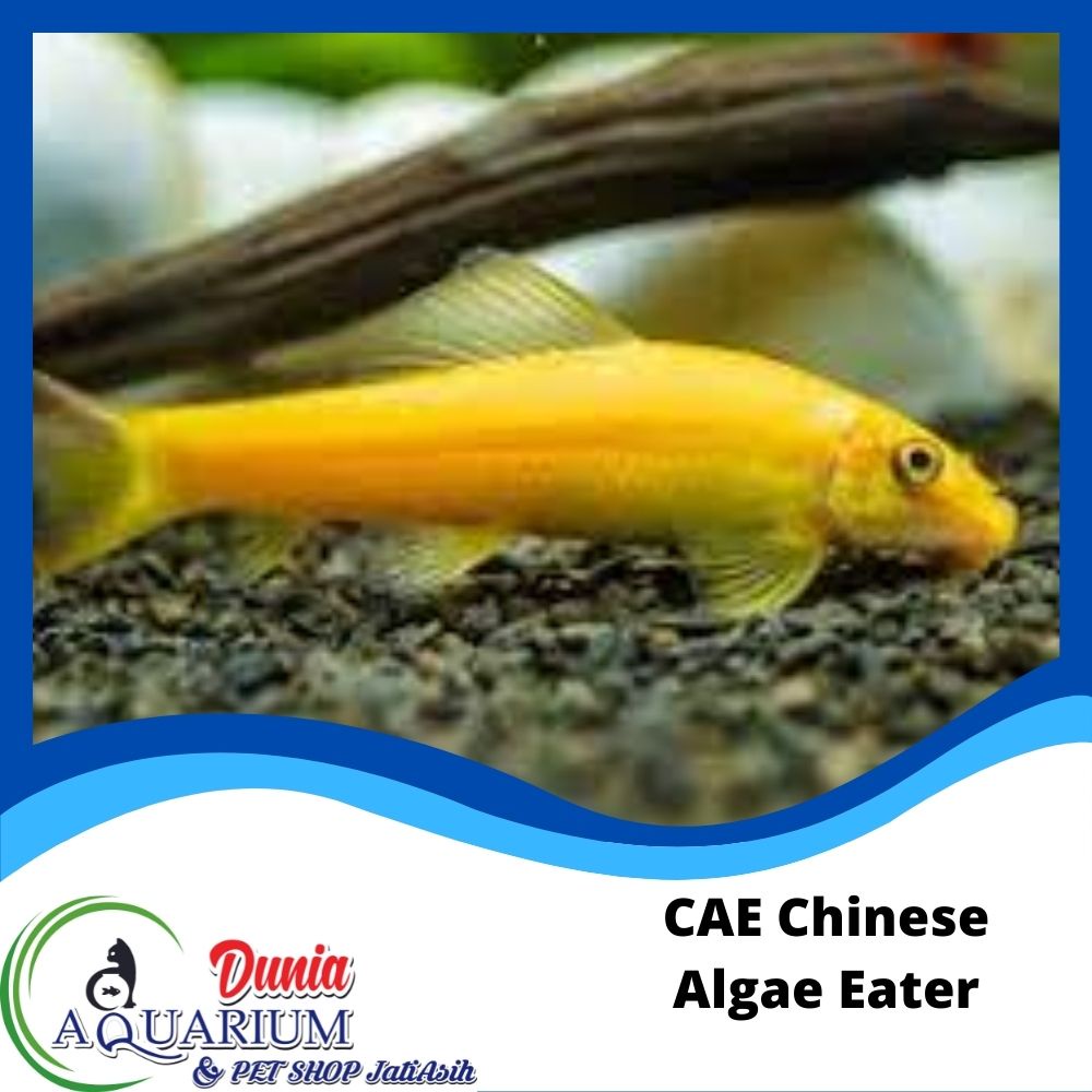 Cara Mengontrol Alga Di Akuarium Ikan Hias