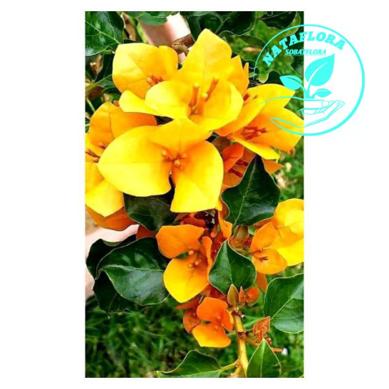 READY!!TANAMAN HIAS BUGENVIL BUNGA KERTAS//KUNING