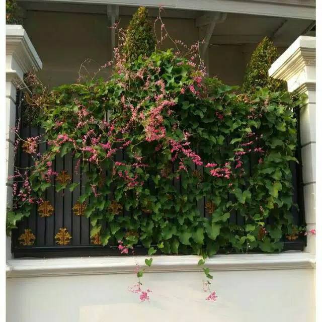 Jual Jual Tanaman rambat air mata pengantin-air mata bunga pink ...