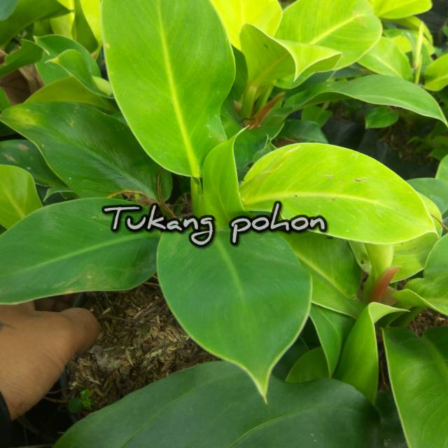 Jual Philo dehndrum lemon/pohon philo dendrum lemon | Shopee Indonesia