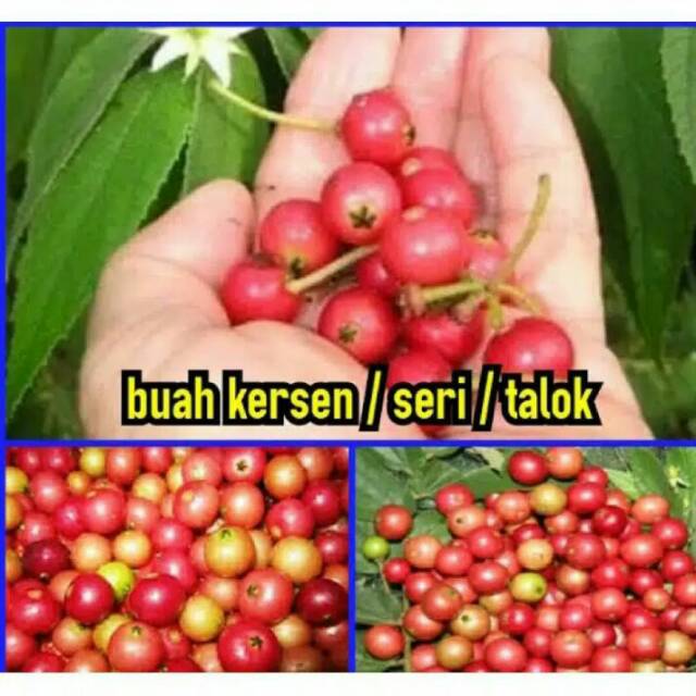 Jual Buah Kersen Talok Keres Seri Kg Shopee Indonesia