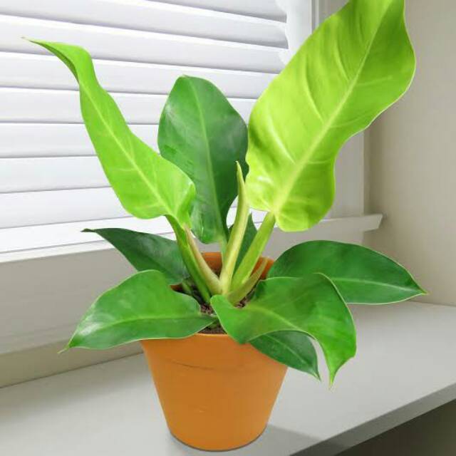 Jual EXO FLORA : Tanaman Hias Philodendron Moonlight/Philo Lemon ...