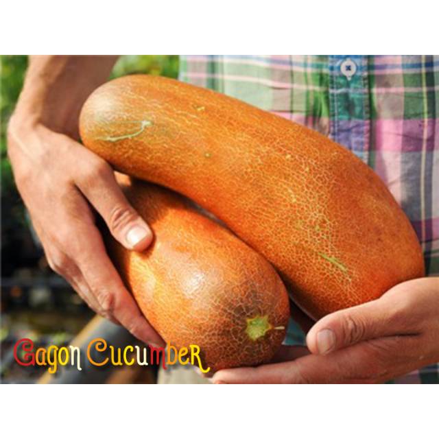Jual Cucumber Gagon (Timun) | Shopee Indonesia