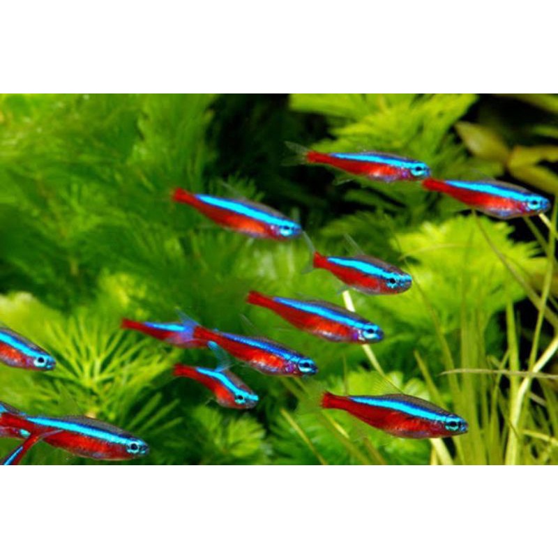 Jual 50 Pcs Neon Cardinal / Ukuran SM | Shopee Indonesia