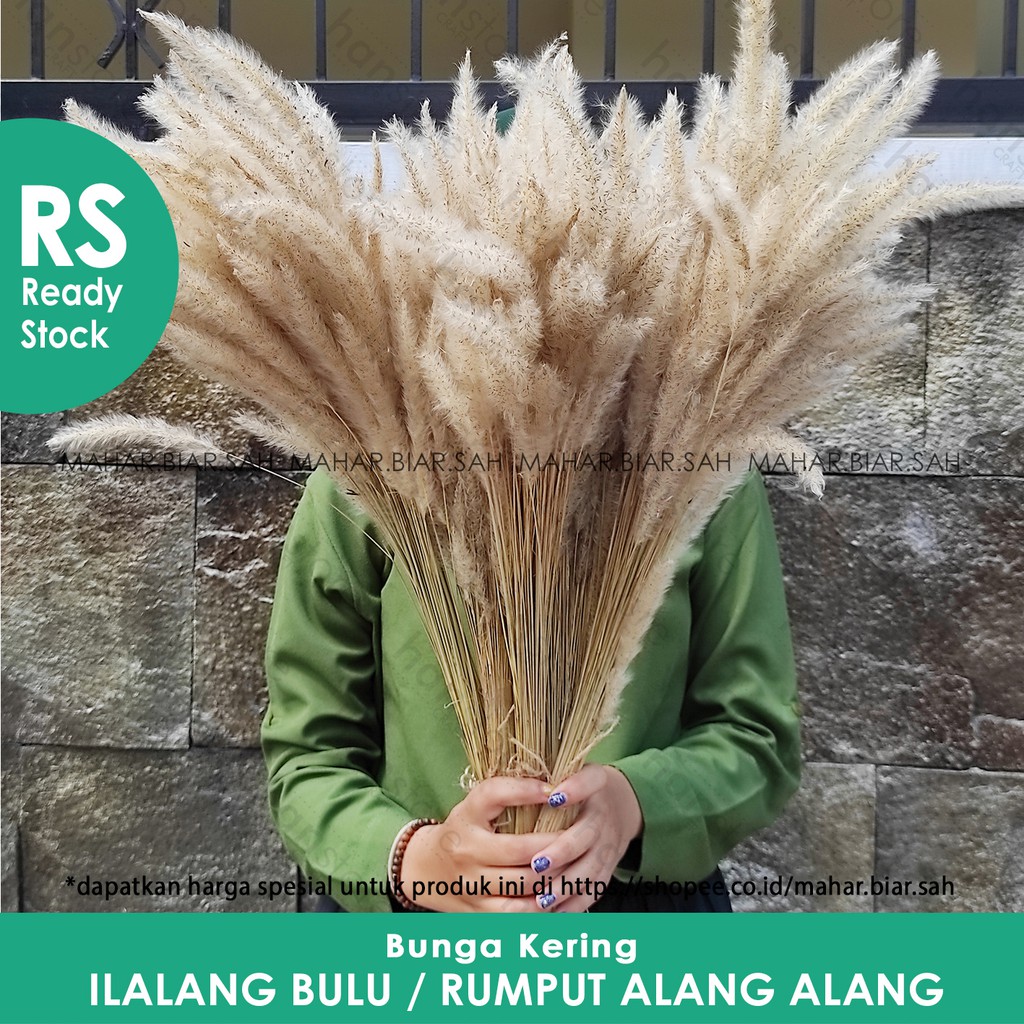 Jual RS 10 Tangkai Bunga kering Ilalang bulu / bunga alang-alang kering ...