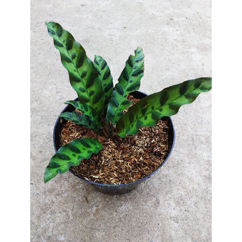 Jual Tanaman Hias Calathea Lancifolia Atau Ekor Ayam Shopee Indonesia