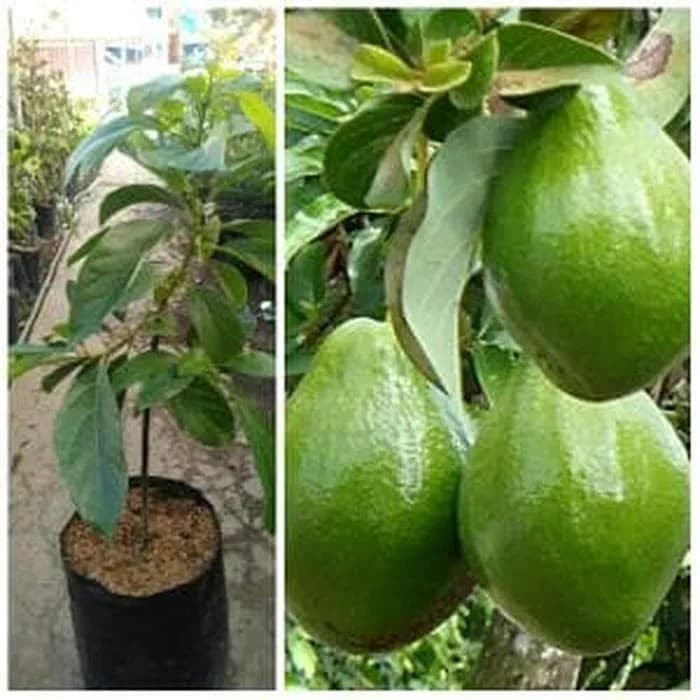 Bibit Alpukat Kendil Sambung Pucuk