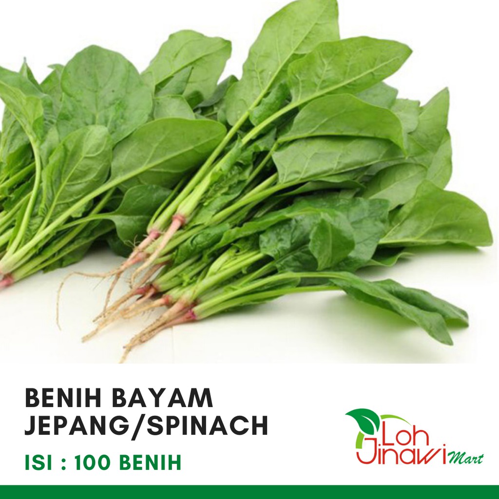 Jual Benih Biji Seed Bayam Jepang Spinach Isi 100 Biji Murah Shopee