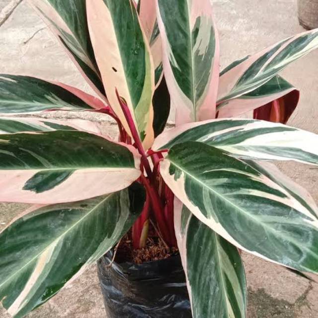 Jual Bunga maranta bali 3 warna | Shopee Indonesia