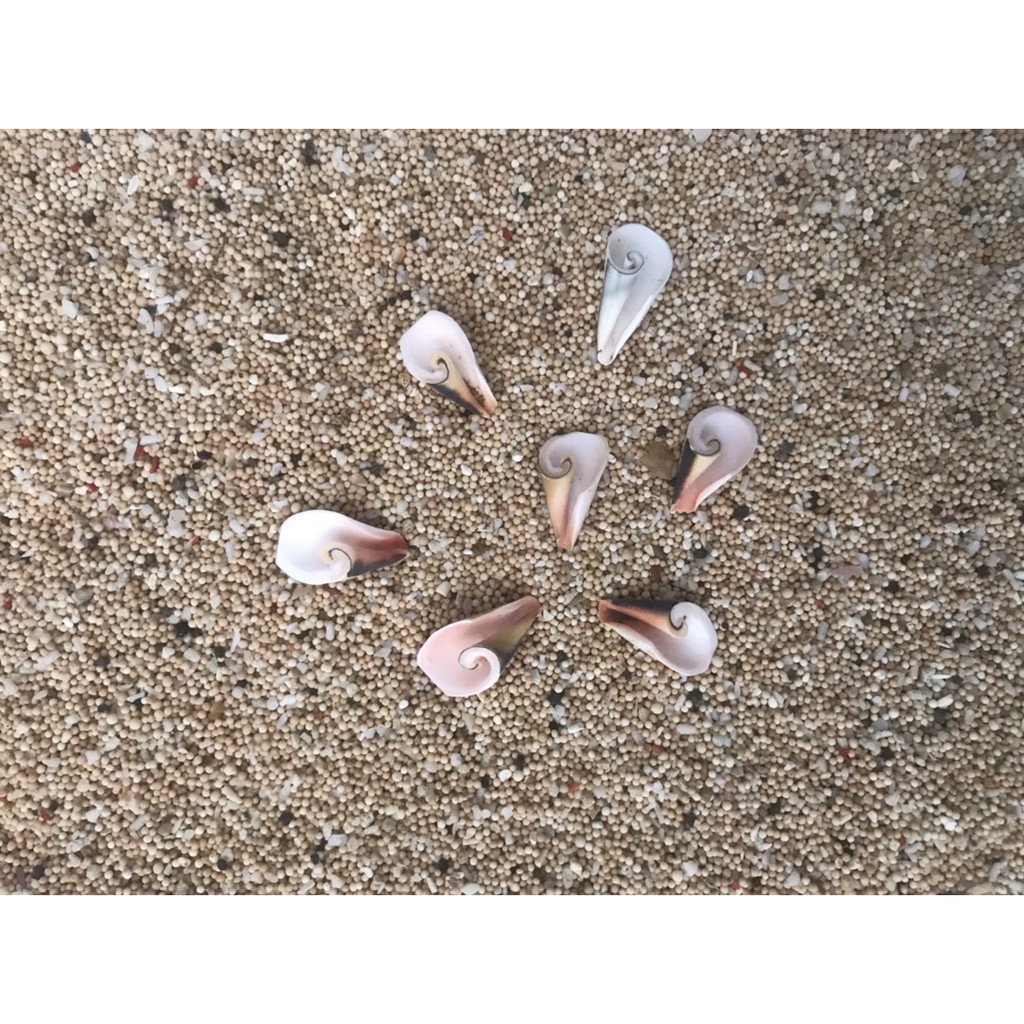 Jual Bahan Kerang (Kerang Terompet) | Shopee Indonesia