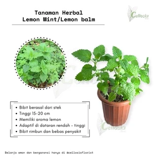 Jual daun lemon Harga Terbaik & Termurah Maret 2025 | Shopee Jual daun lemon Harga Terbaik & Termurah Maret 2025 | Shopee